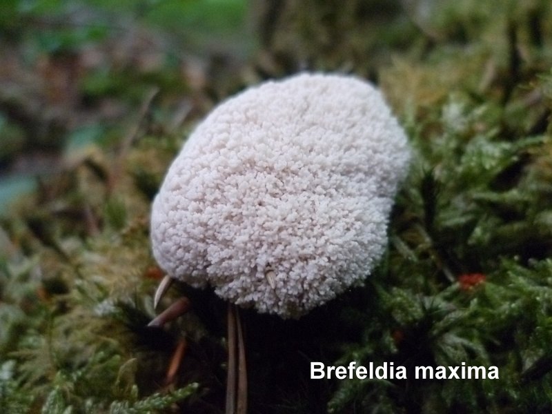 Brefeldia maxima-amf380.jpg - Brefeldia maxima ; Syn1: Reticularia maxima ; Syn2: Licea perreptans ; Nom français: Champignon tapioca